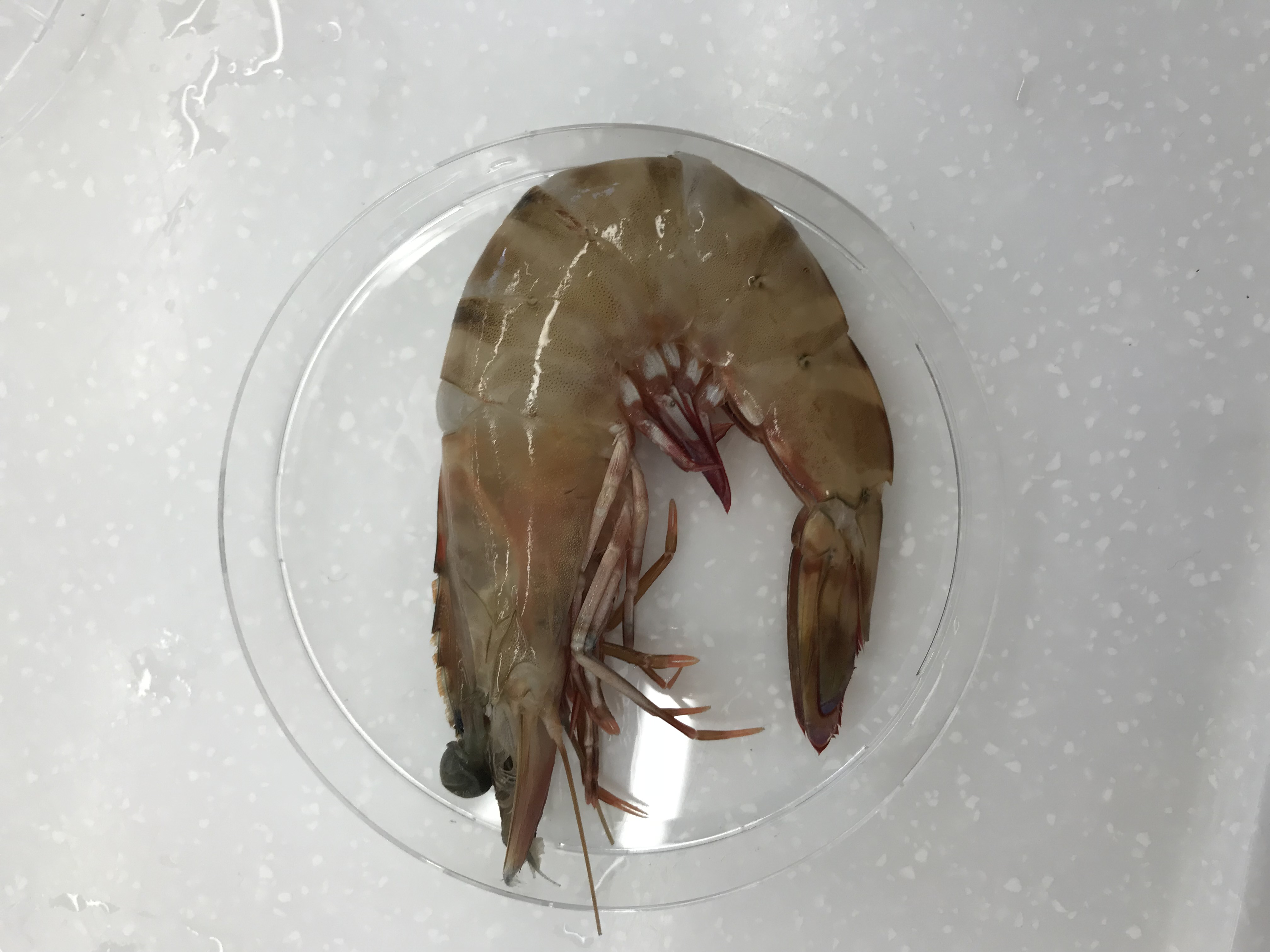 Green Tiger Prawn